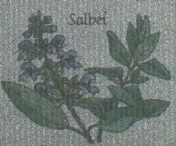 Salbei1